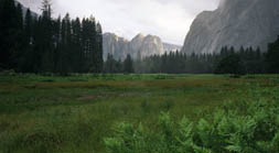 Yosemite Meadow